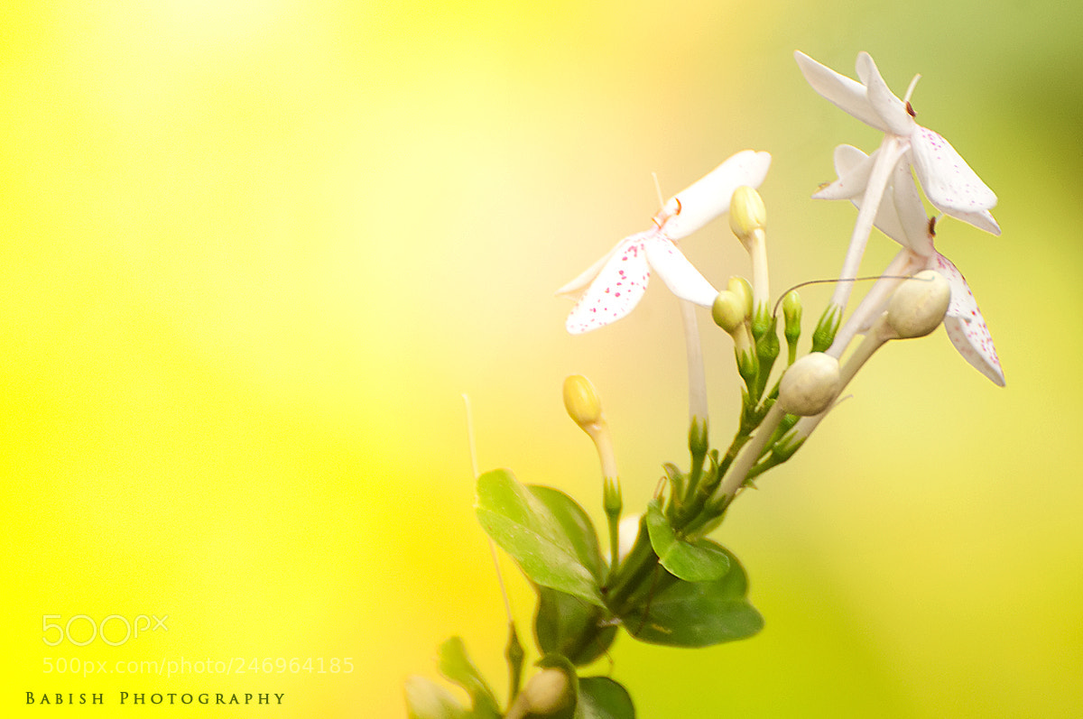 Nikon D90 sample photo. Flower from our garden photography