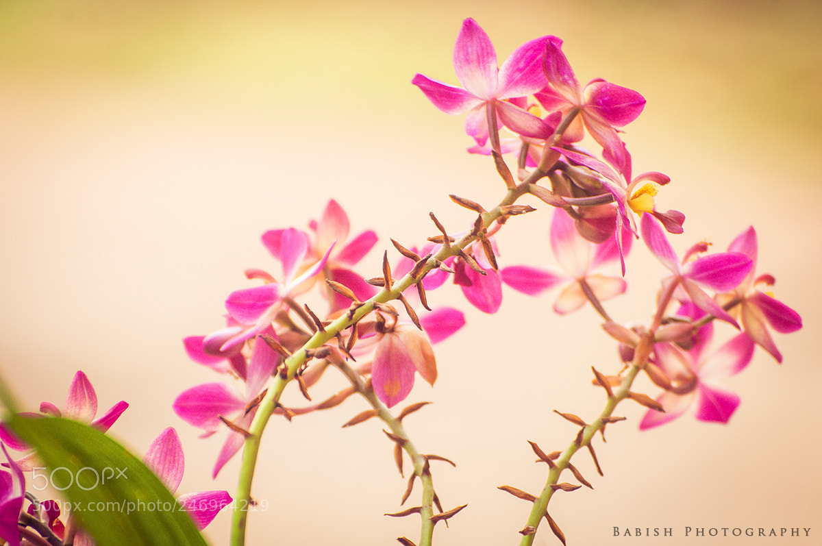 Nikon D90 sample photo. Philippine ground orchid spathoglottis photography