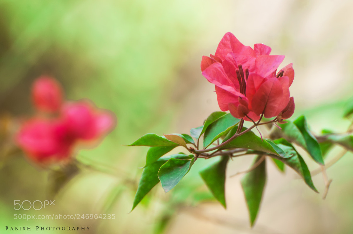 Nikon D90 sample photo. Bougainvillea photography
