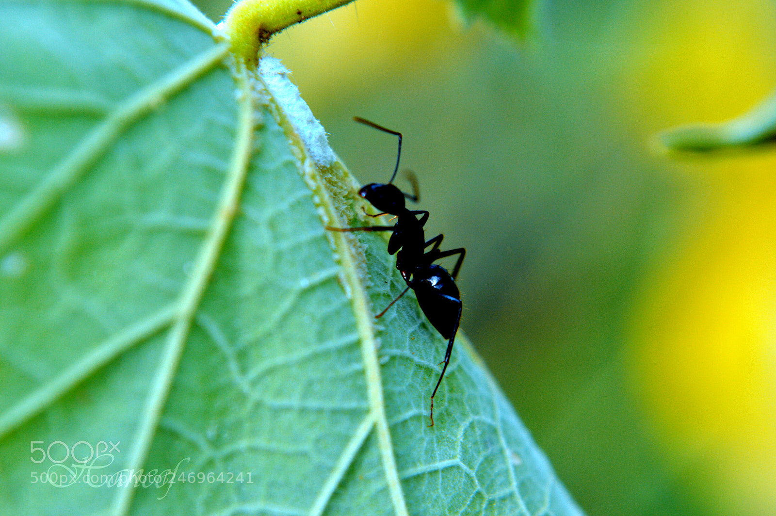 Nikon D3200 sample photo. Black ant photography