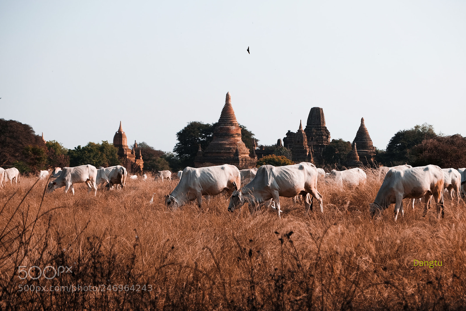 Fujifilm X-T1 sample photo. White cows photography