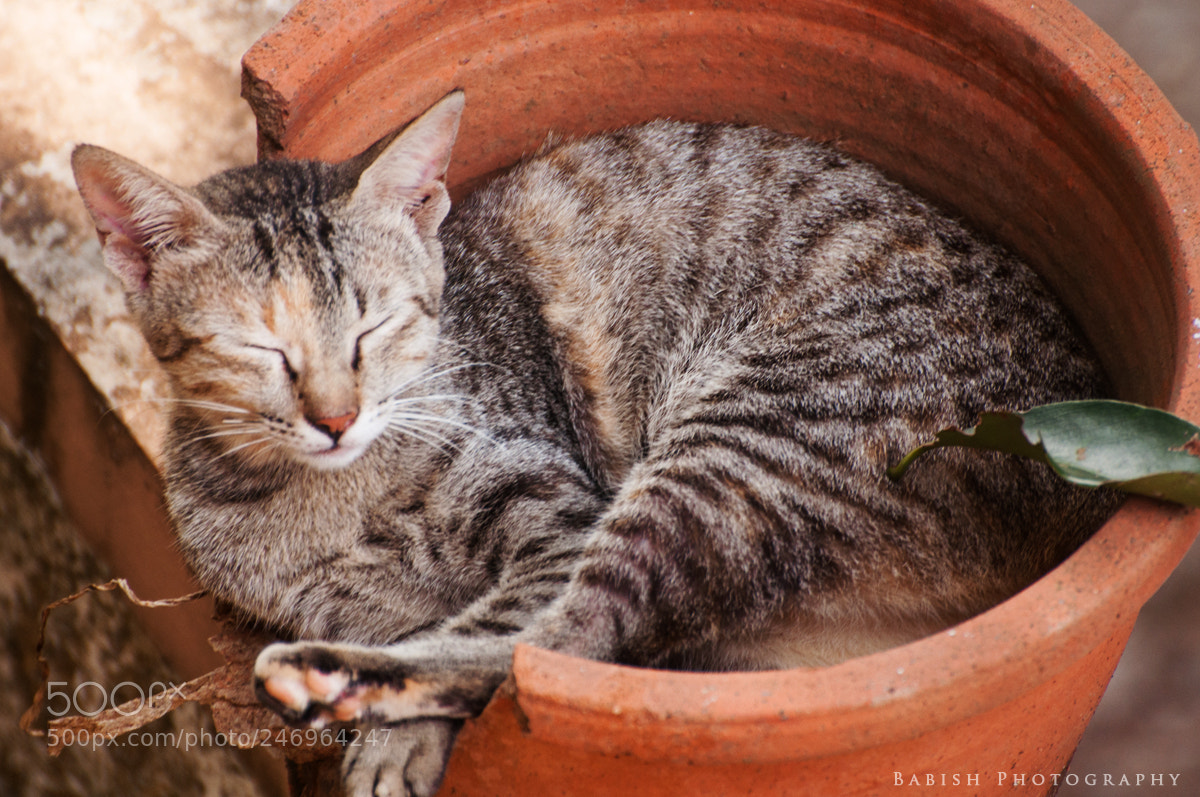 Nikon D90 sample photo. Catty enjoying a good photography