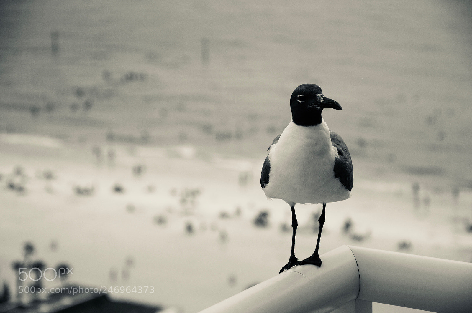 Nikon D90 sample photo. Seagull photography
