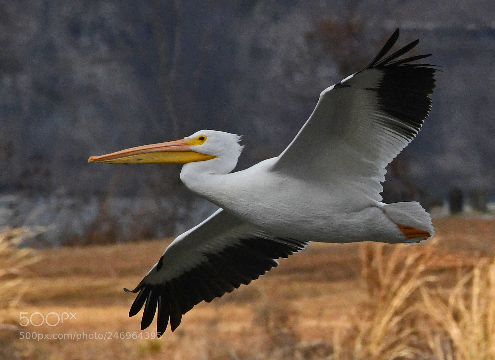 Nikon D500 sample photo. Pelican photography