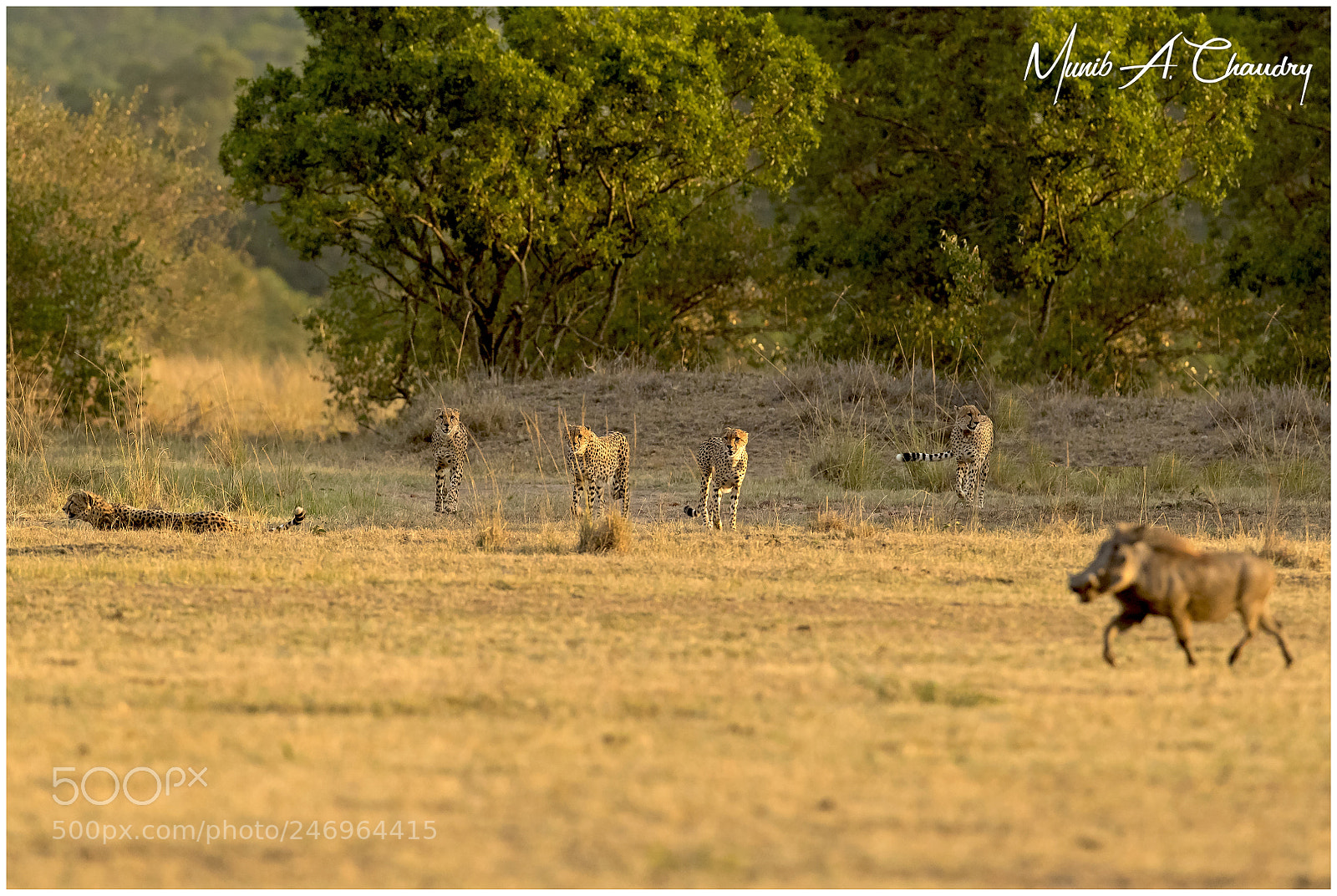 Canon EOS-1D X Mark II sample photo. Run for your life! photography