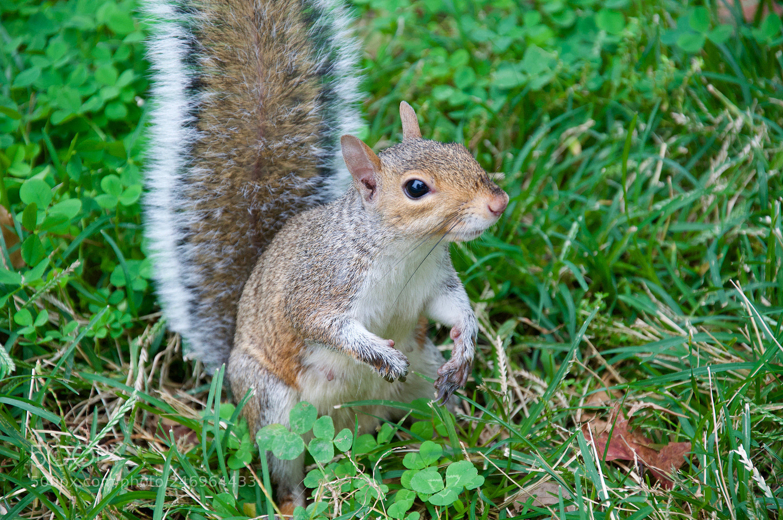 Nikon D90 sample photo. Squirrel photography