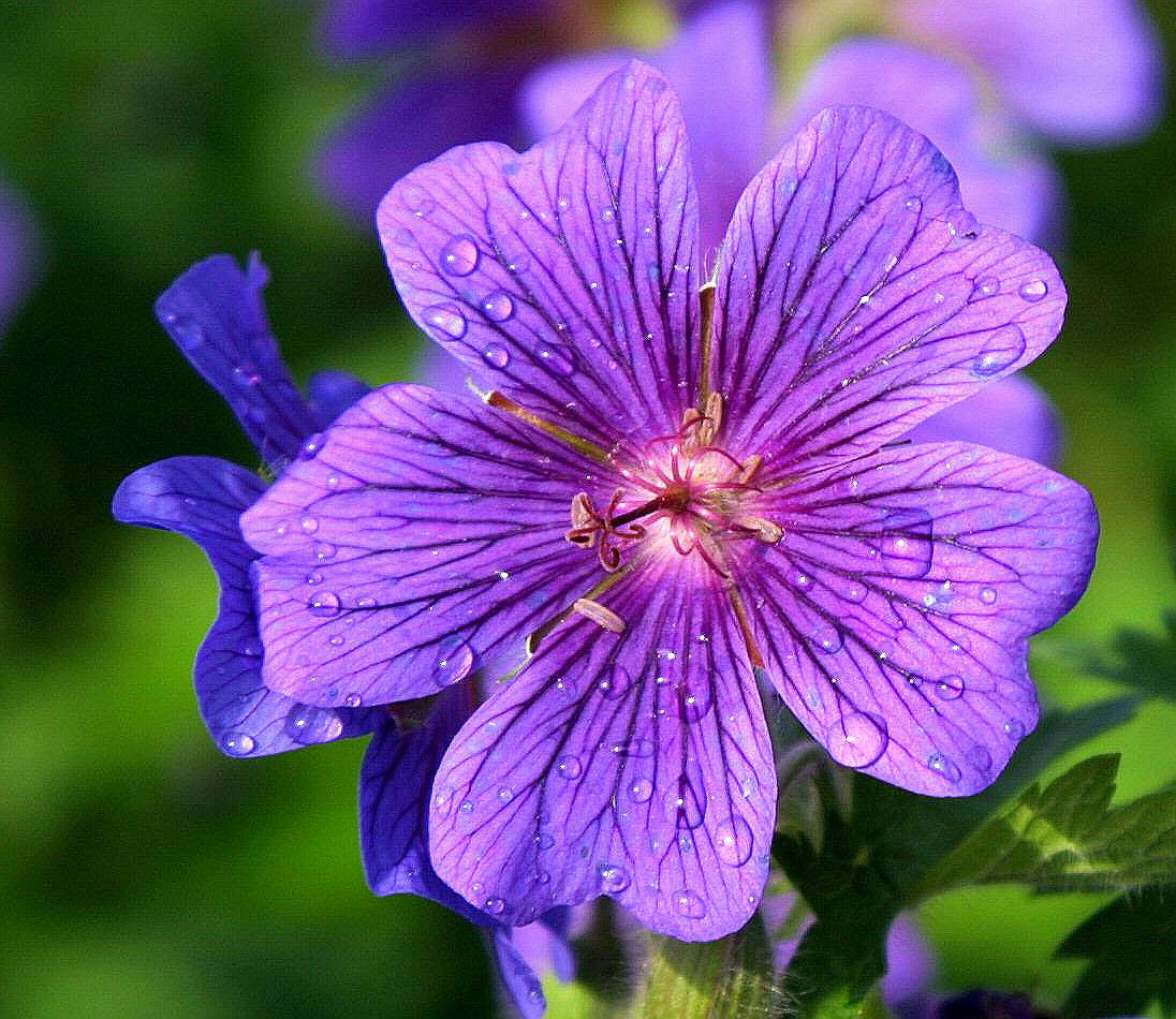 Canon EOS D30 sample photo. Purple flower photography