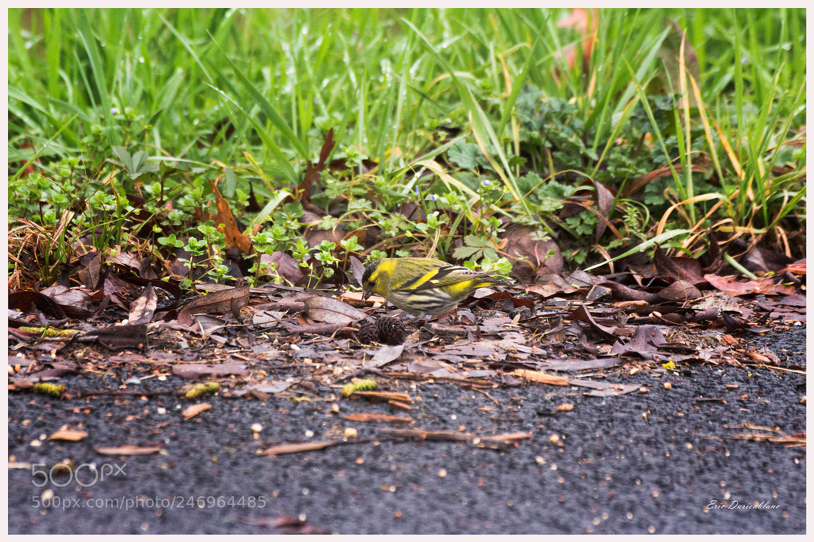Canon EOS 700D (EOS Rebel T5i / EOS Kiss X7i) sample photo. Untitled photography