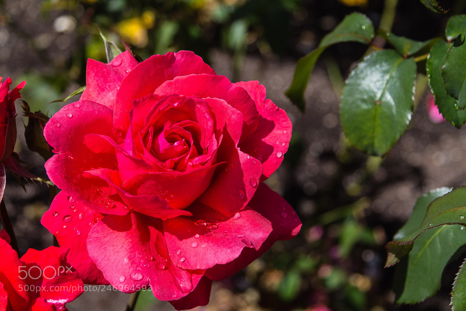 Canon EOS 60D sample photo. Rose 'fragrant cloud' photography
