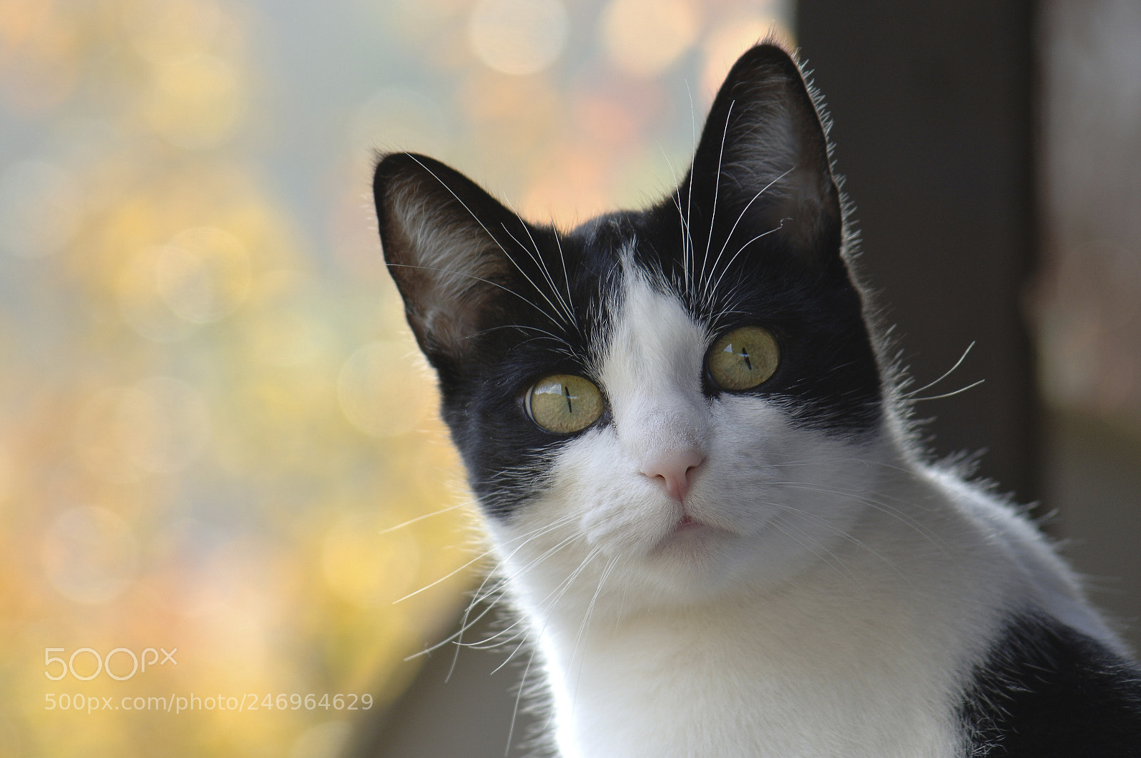 Nikon D2X sample photo. Black white cat portrait photography