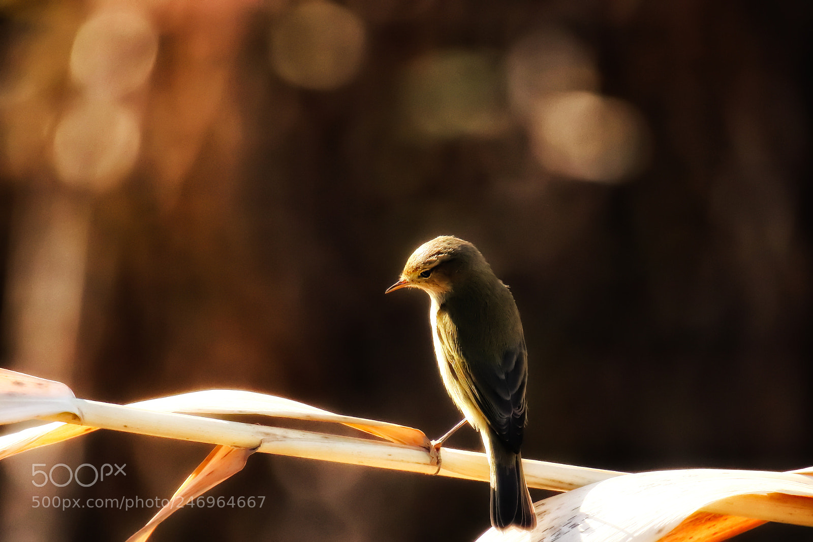 Canon EOS 77D (EOS 9000D / EOS 770D) sample photo. The art of nature photography