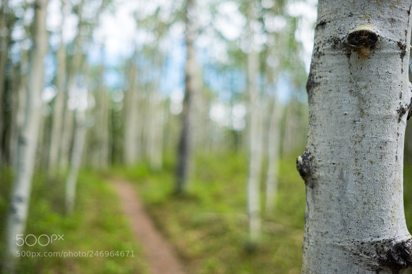 Fujifilm X-T20 sample photo. Walk in the woods photography