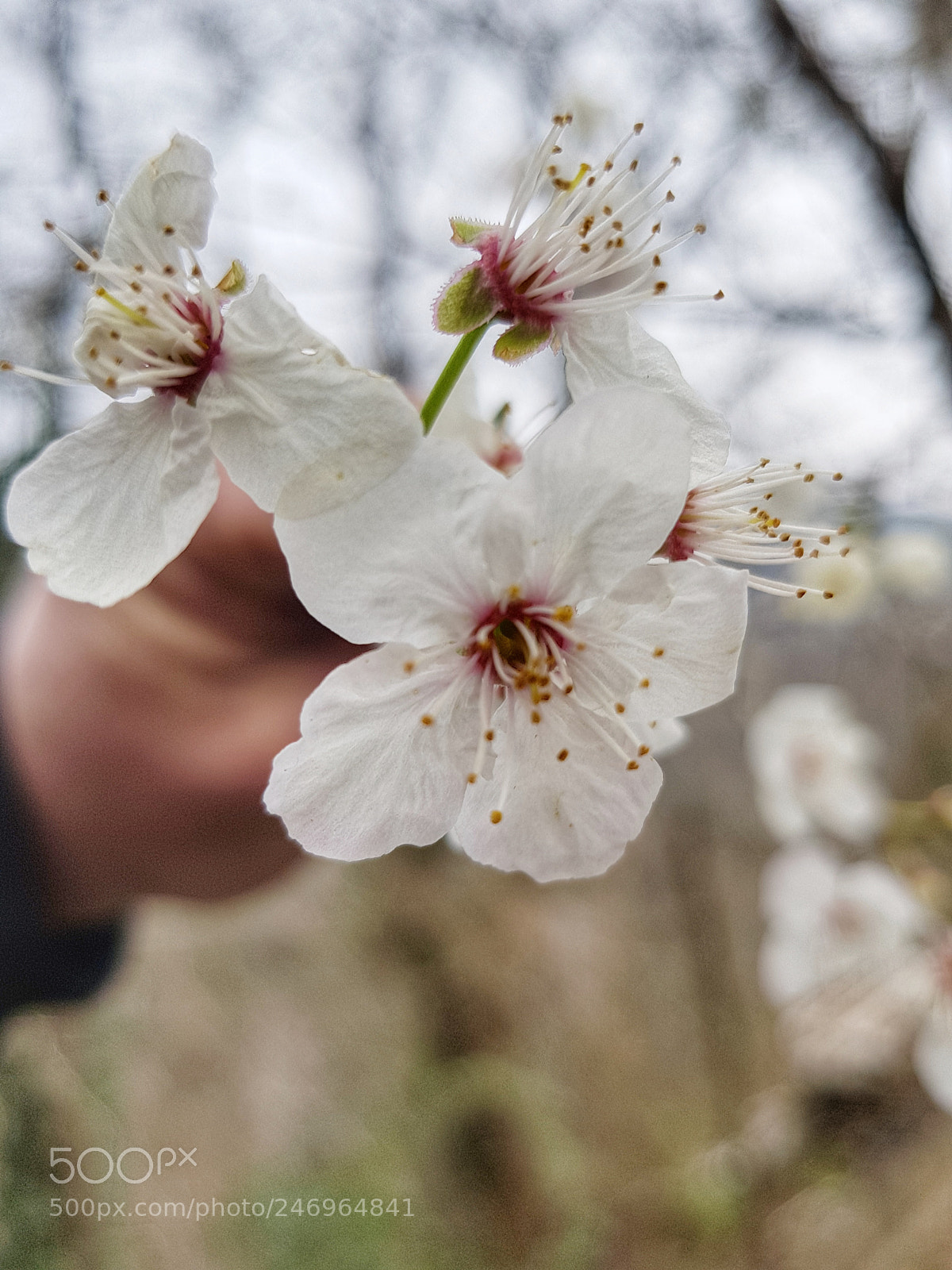 Samsung Galaxy S8 sample photo. Untitled photography