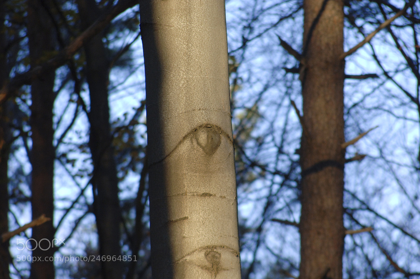 Nikon D2X sample photo. Forest trees with eyes photography