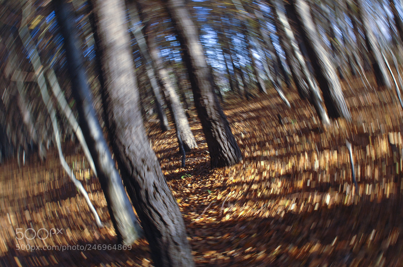 Nikon D2X sample photo. Forest trees late fall photography