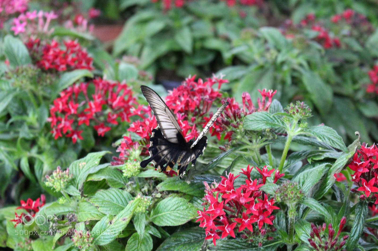 Canon EOS 700D (EOS Rebel T5i / EOS Kiss X7i) sample photo. Untitled photography