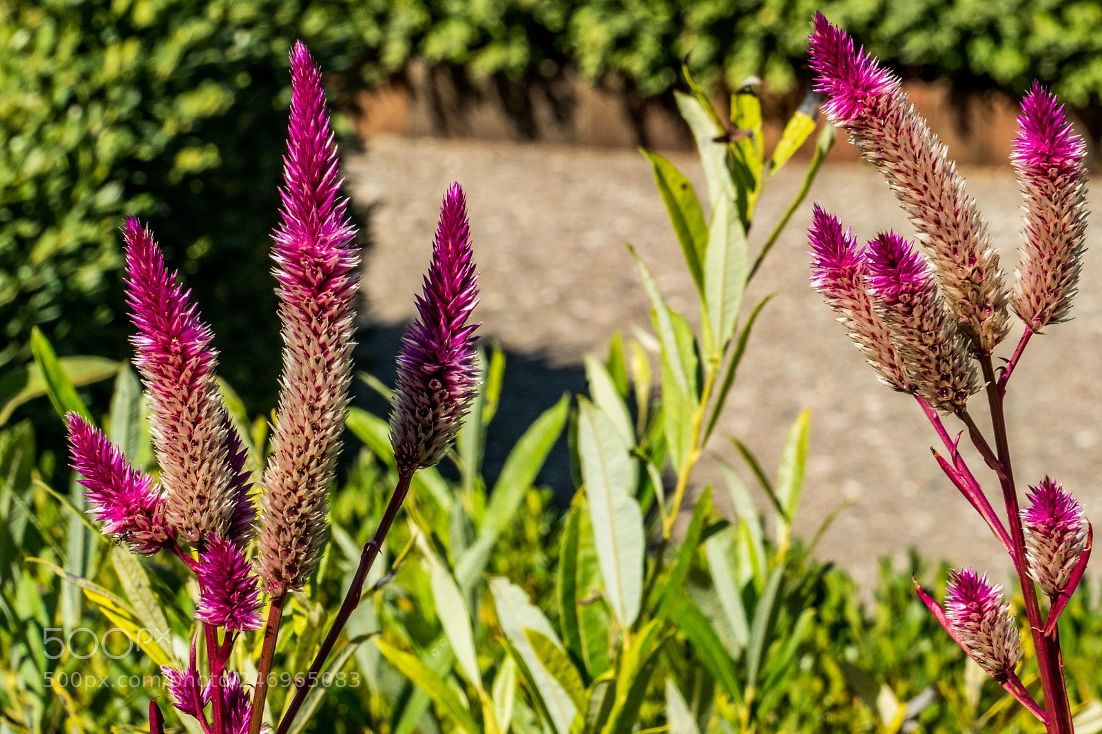 Sony a9 sample photo. Spined beauties photography