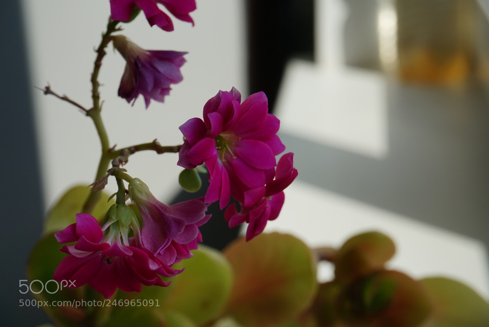 Sony Alpha a5000 (ILCE 5000) sample photo. Untitled photography