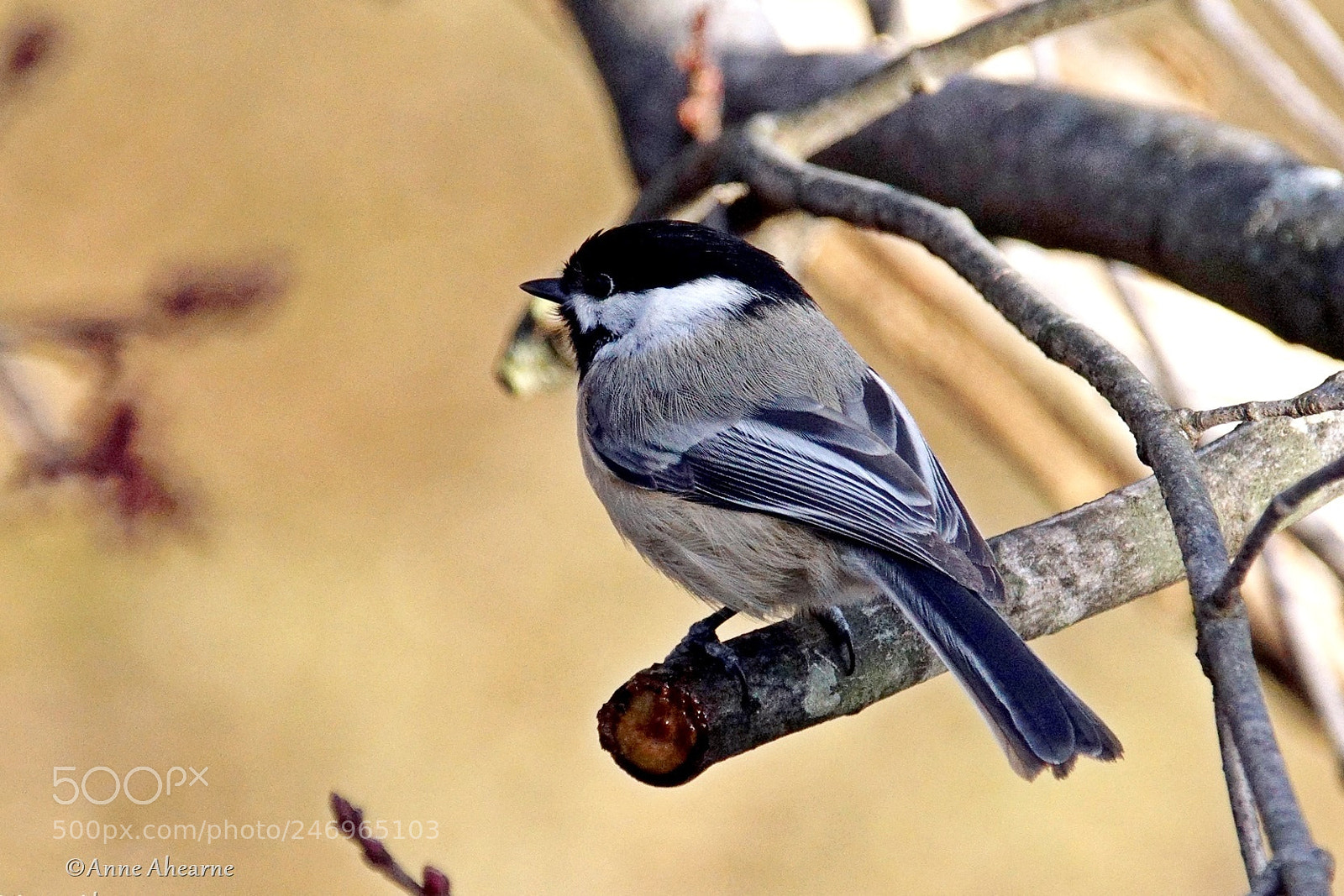Sony ILCA-77M2 sample photo. Black-capped chickadee photography