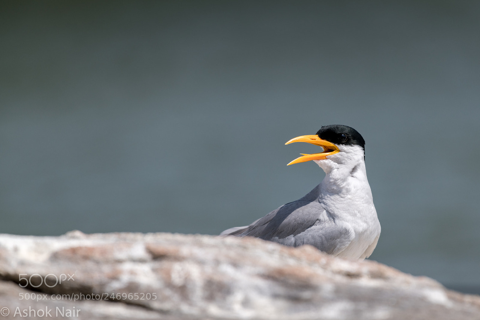 Nikon D850 sample photo. River tern photography