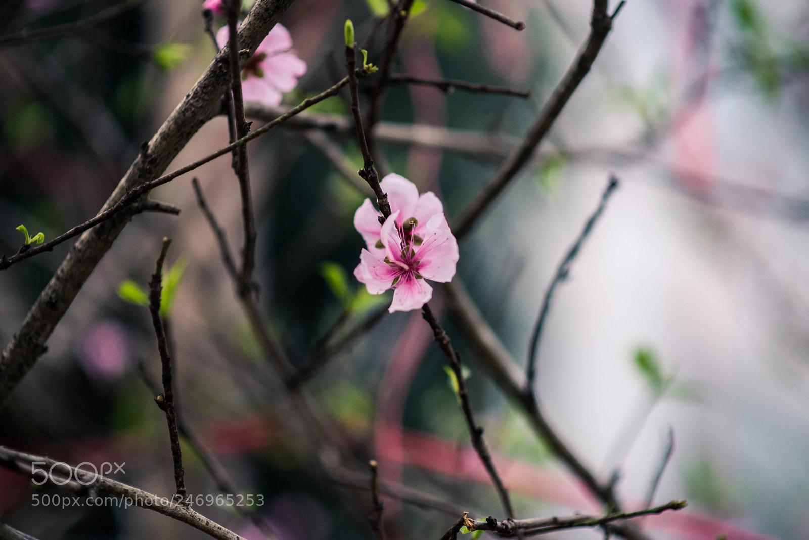 Nikon D600 sample photo. 2018.1 photography