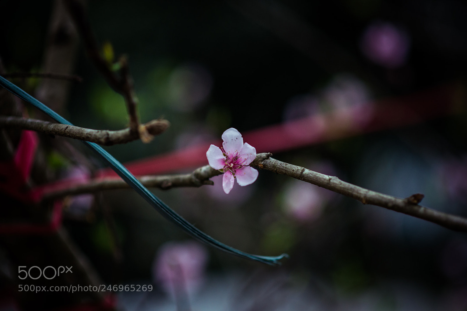 Nikon D600 sample photo. 2018.3 photography