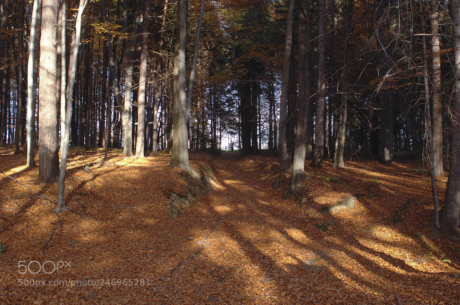 Nikon D2X sample photo. Path in the forest photography