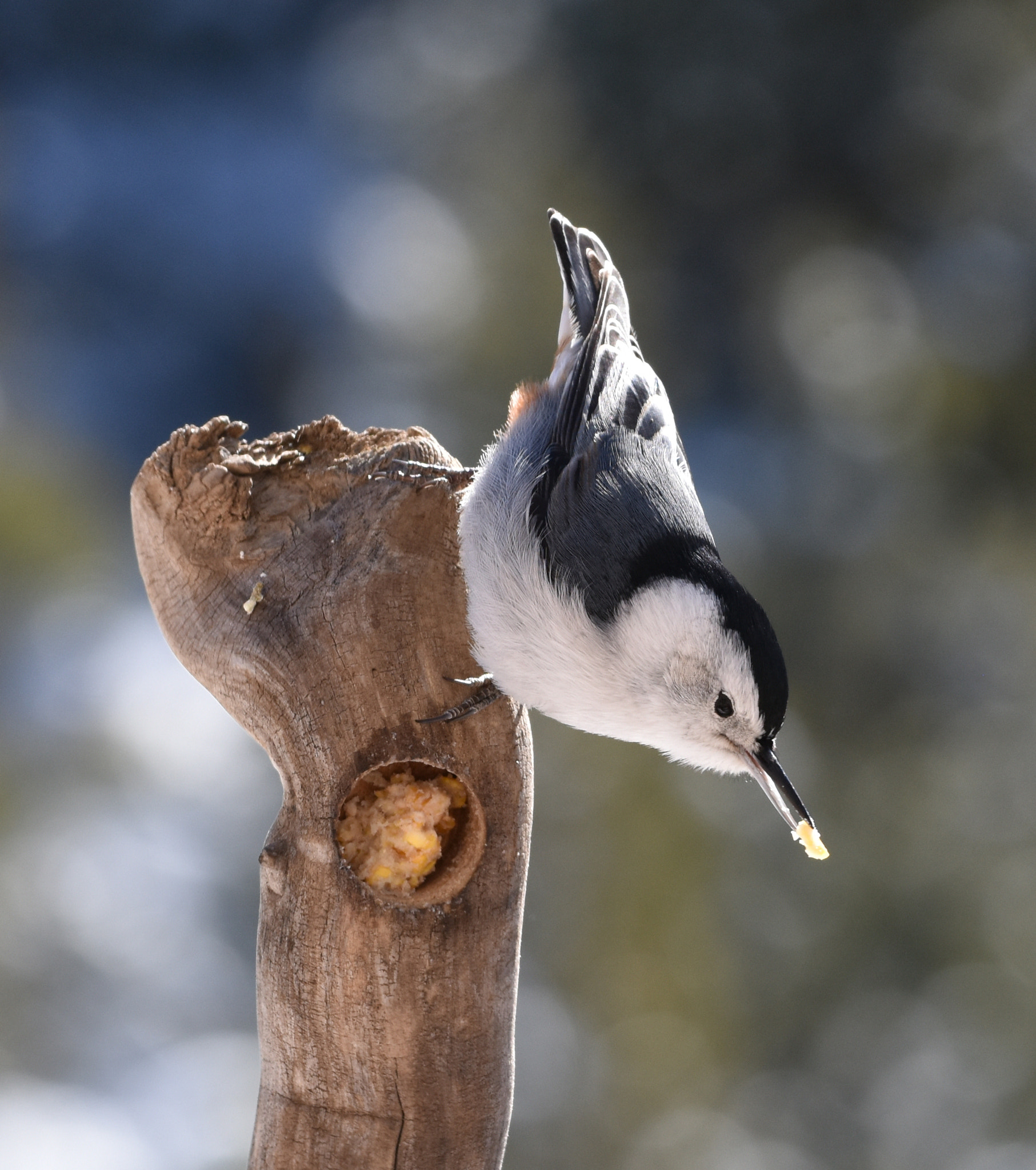 Nikon AF-S Nikkor 70-200mm F4G ED VR sample photo. White-breasted nuthatch at the suet feeder photography