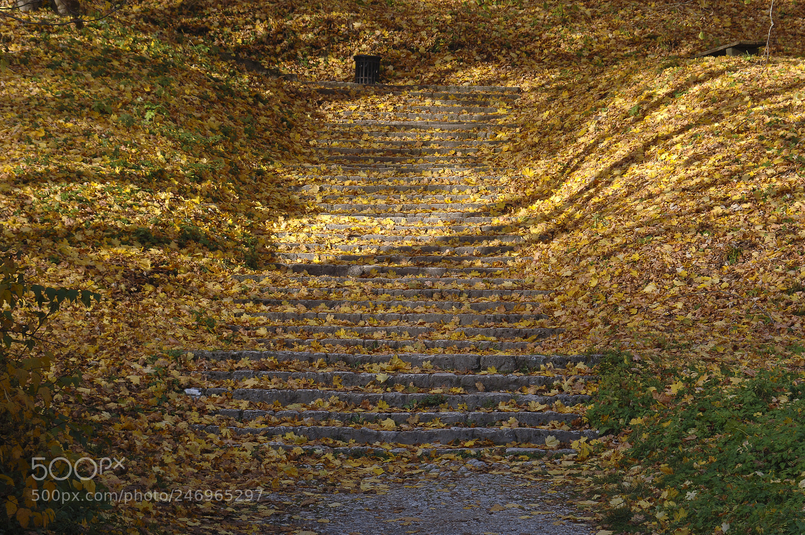 Nikon D2X sample photo. Stairway in the forest photography