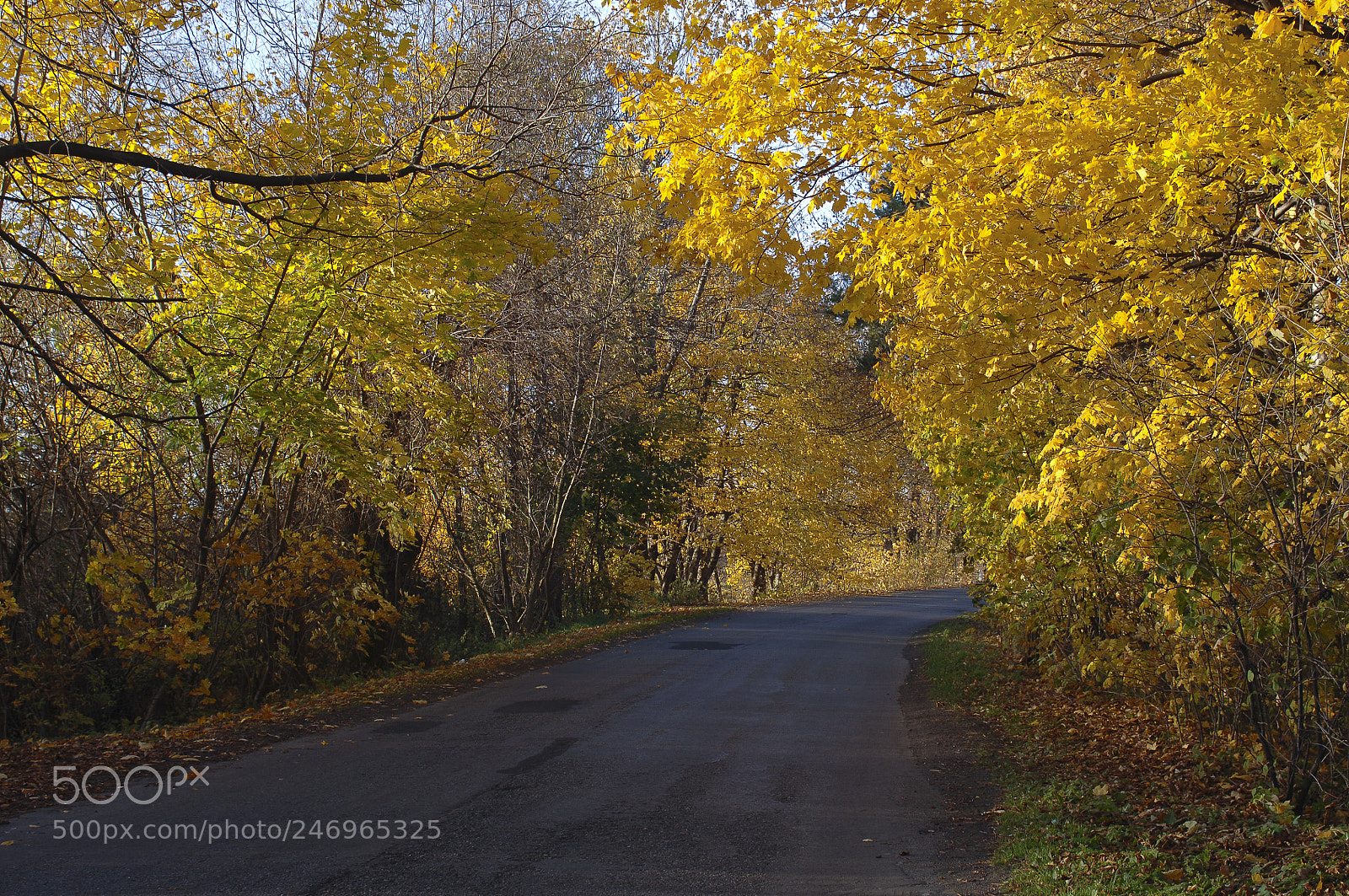 Nikon D2X sample photo. Road in the forest photography