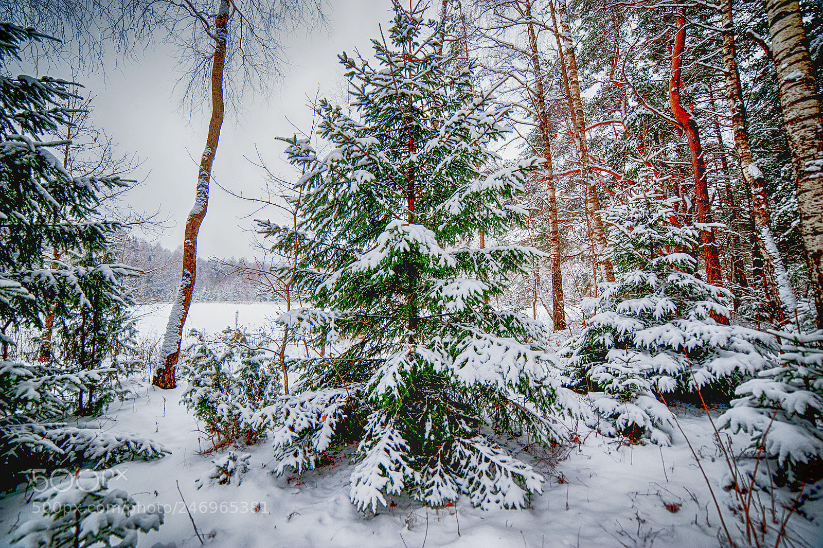 Nikon D3 sample photo. In the forest photography