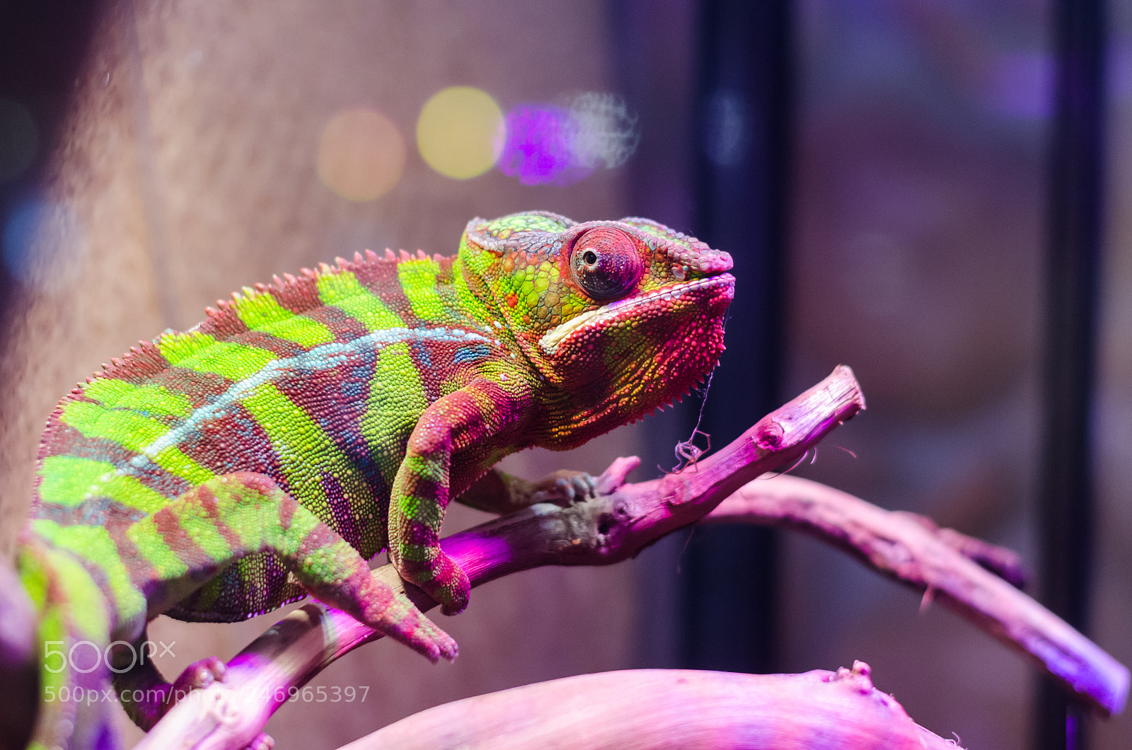 Nikon D5100 sample photo. Chameleon at the st.petersburg photography