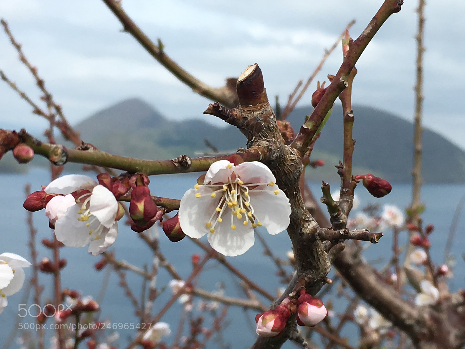 Apple iPhone 6s sample photo. Untitled photography