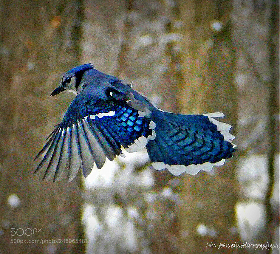 Samsung NX500 sample photo. Blue jay feb 18 photography