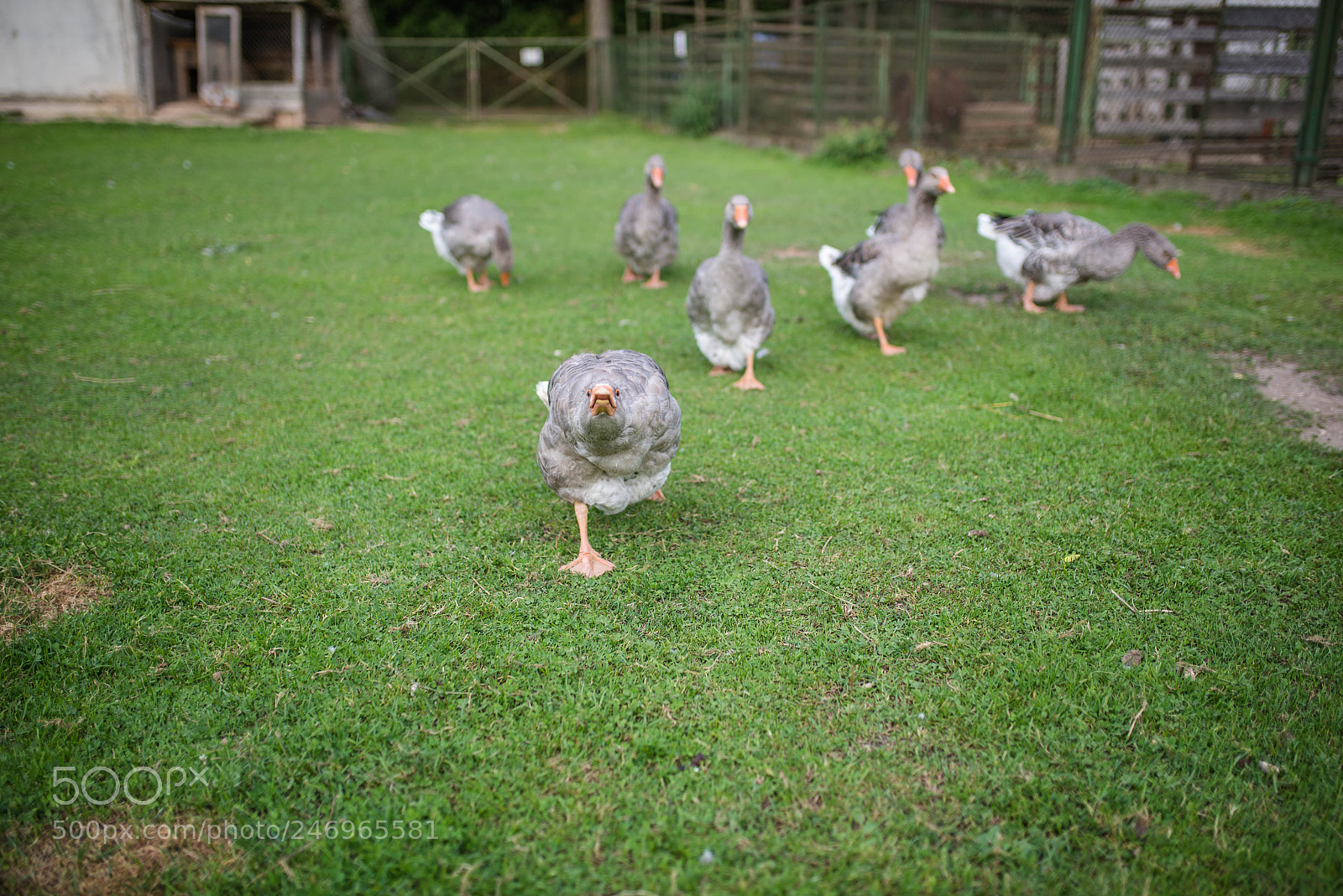 Nikon D610 sample photo. Incomming!!! photography