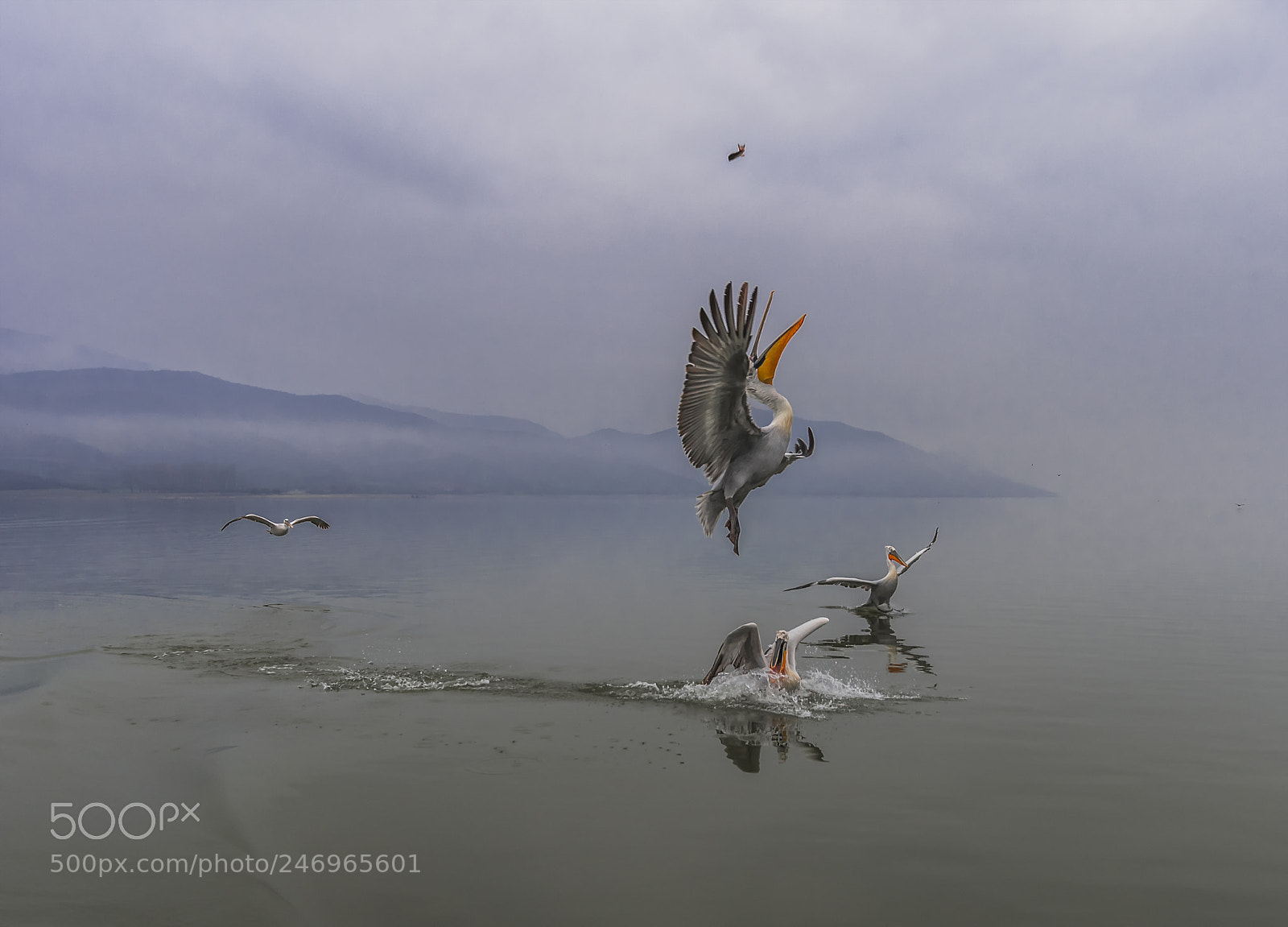 Nikon D500 sample photo. Lake kerkini photography