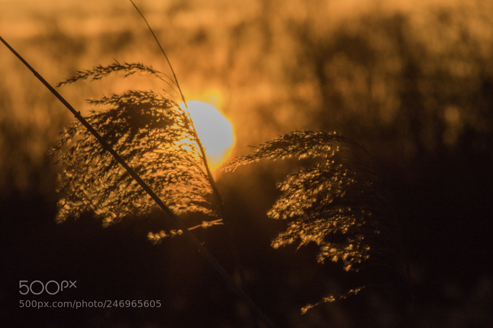 Canon EOS 7D Mark II sample photo. Untitled photography