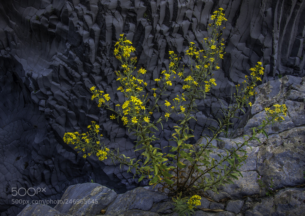 Pentax K-5 sample photo. Mountain chamomile photography