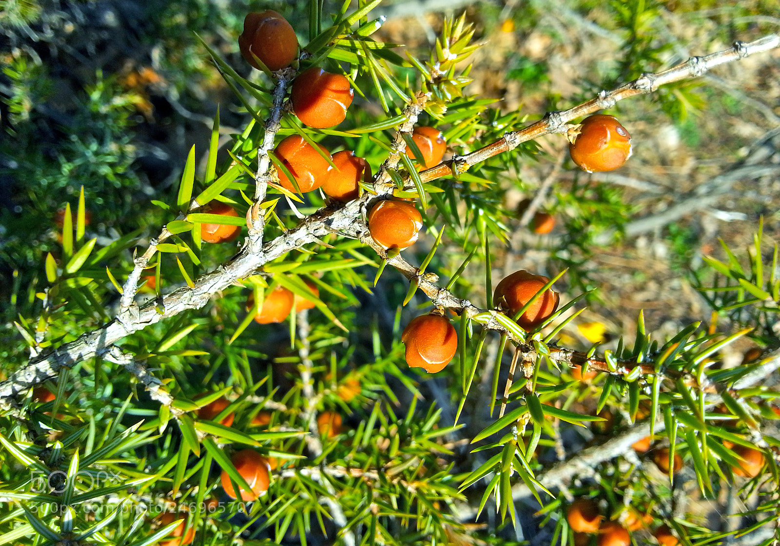 Samsung Galaxy Note2 sample photo. Juniper photography
