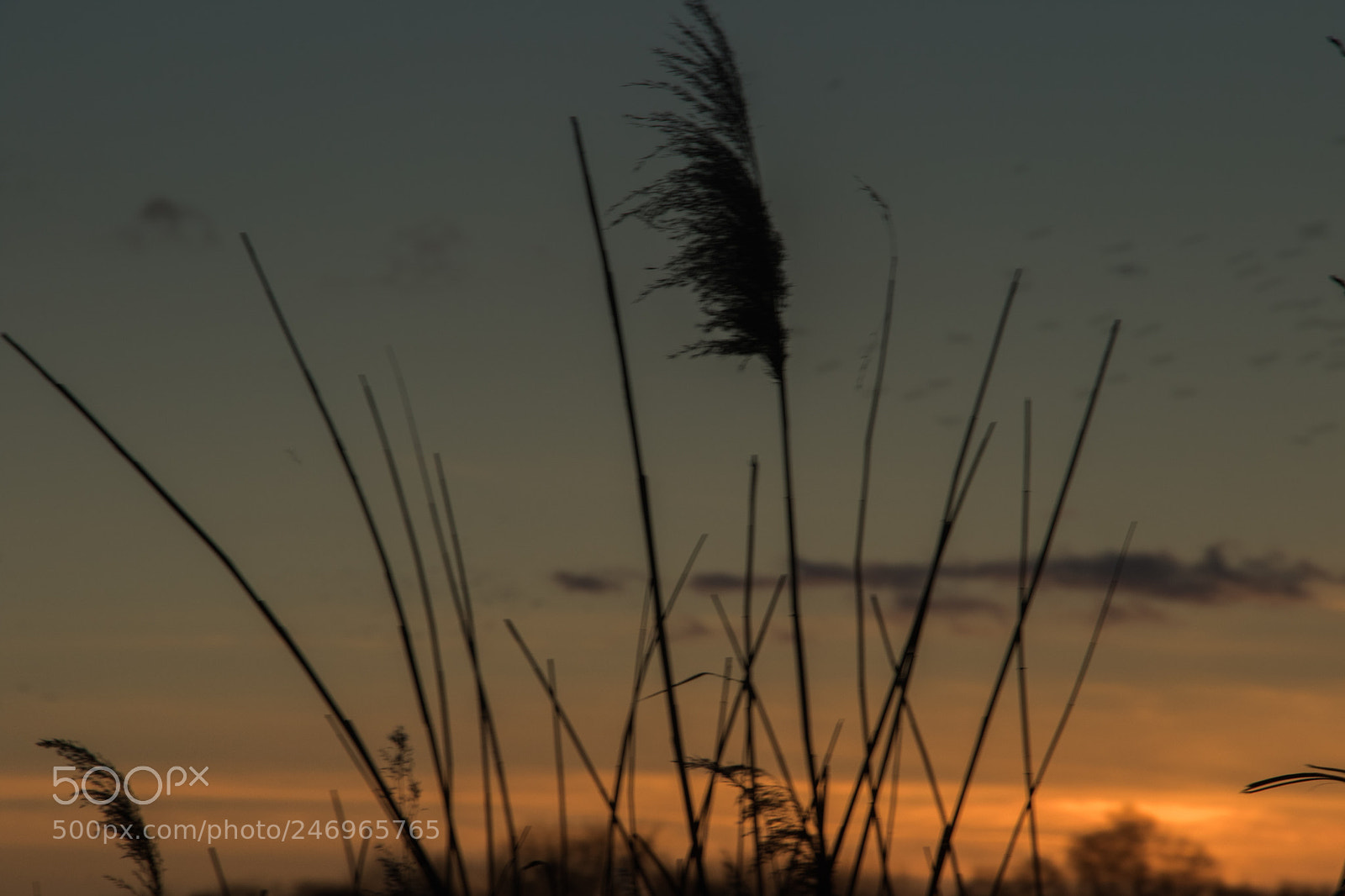 Canon EOS 7D Mark II sample photo. Untitled photography