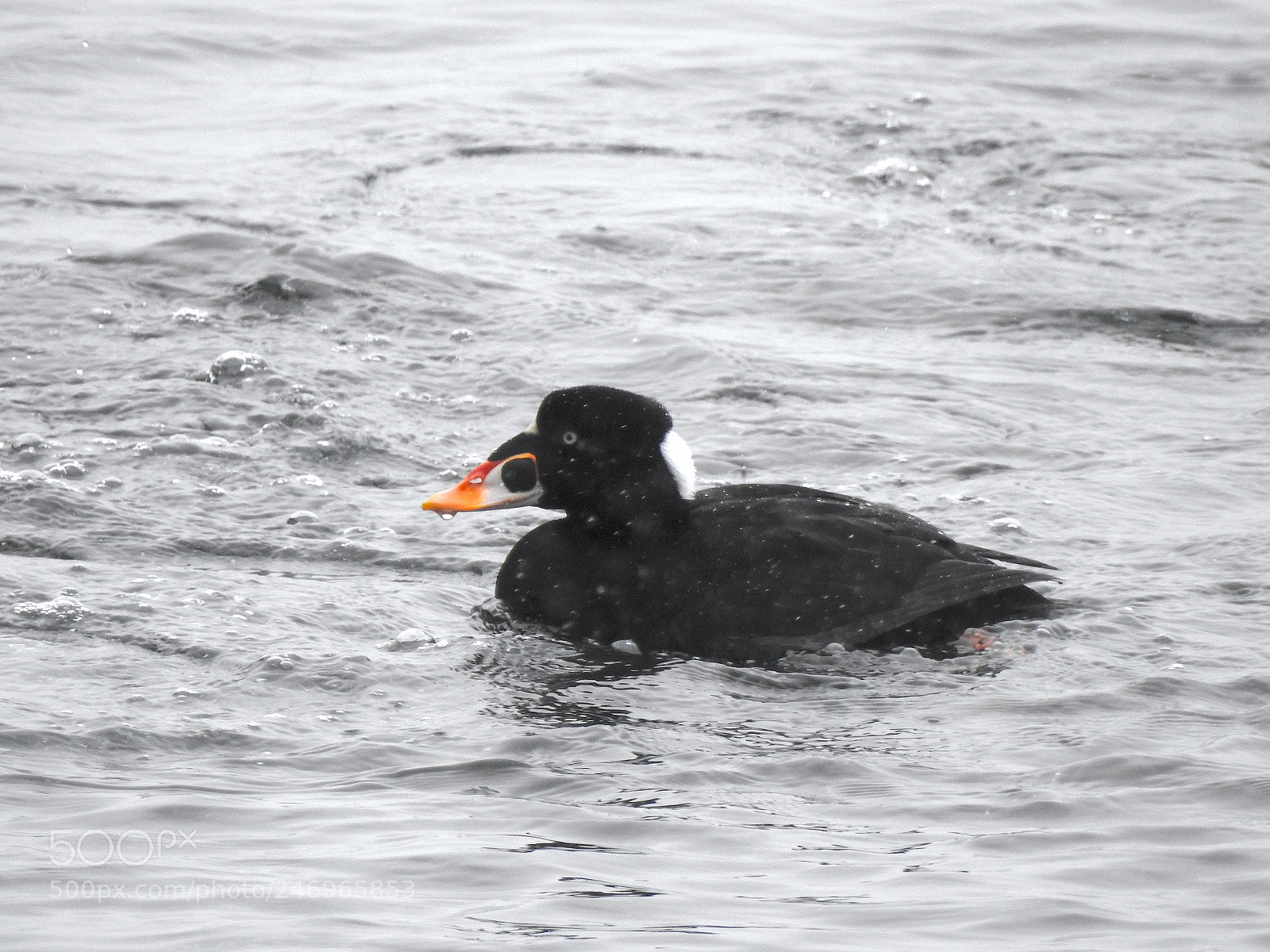 Nikon Coolpix P900 sample photo. Surf scoter photography
