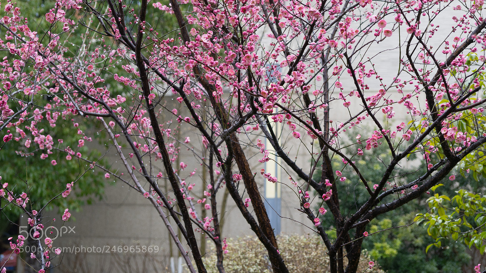 Sony a7 sample photo. Plum blossom photography
