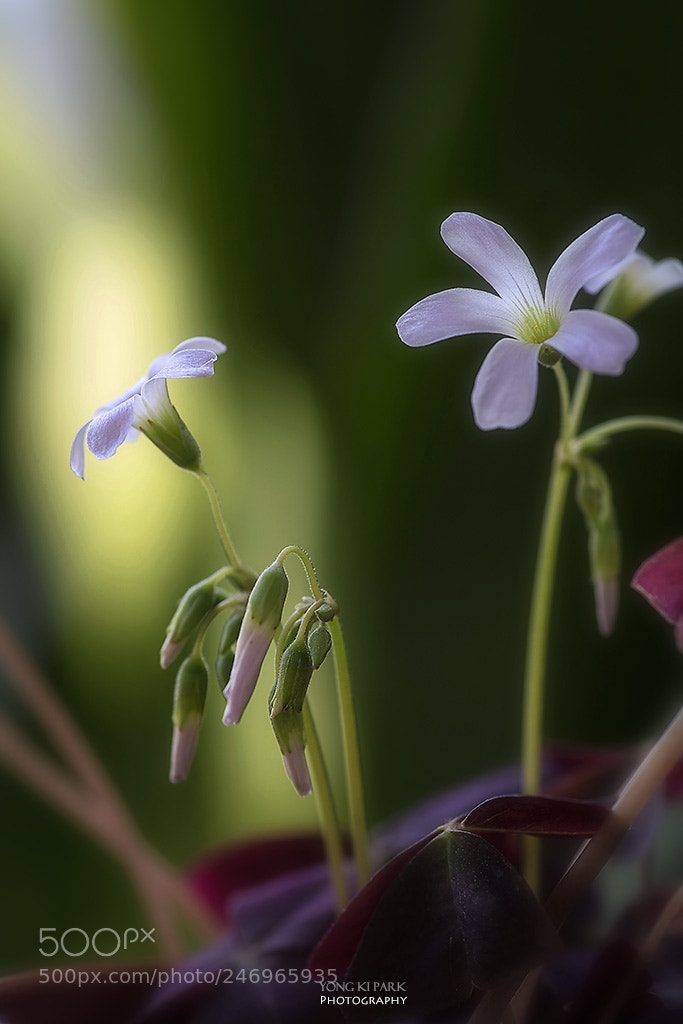 Pentax K-1 sample photo. A figure of love-2 photography