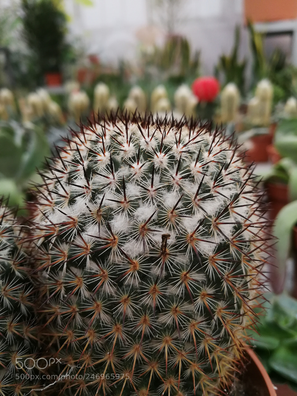 HUAWEI P10 sample photo. Cactus photography