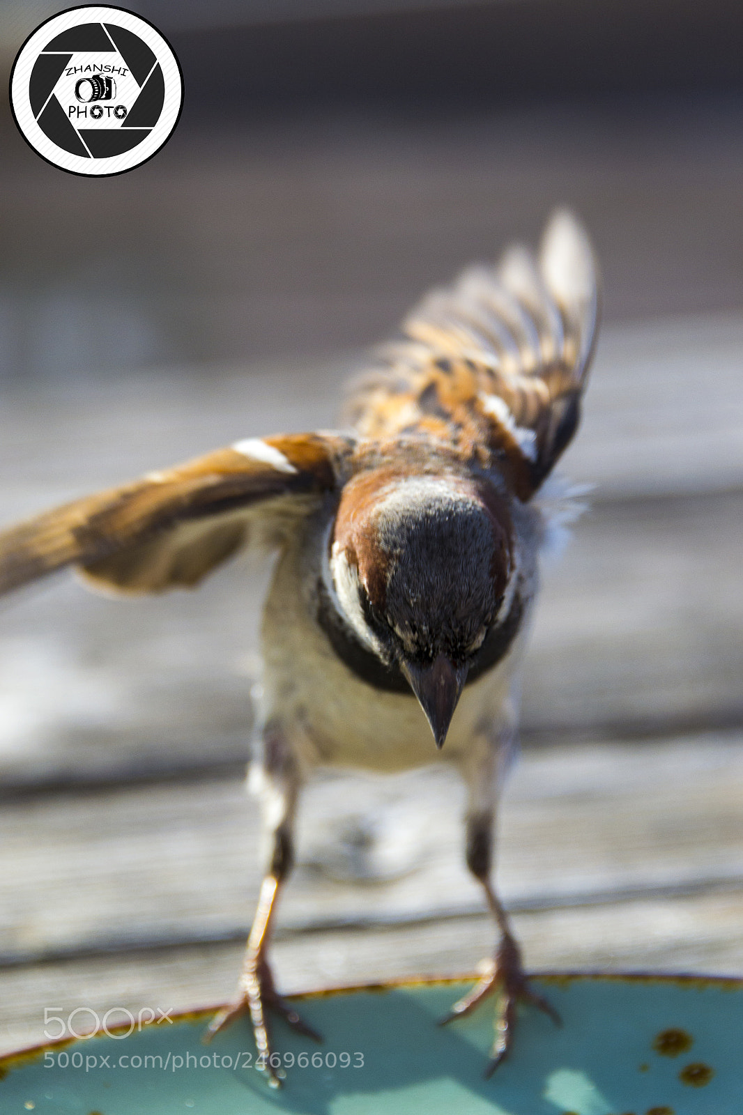Nikon D3100 sample photo. Sparrow photography