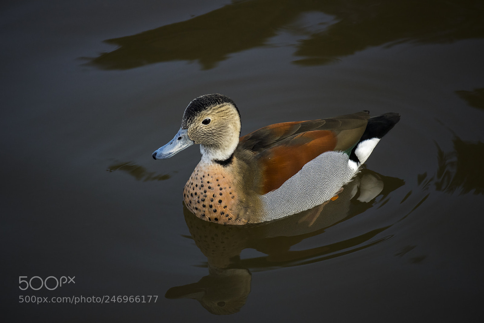 Canon EOS M10 sample photo. Male ringed teal photography