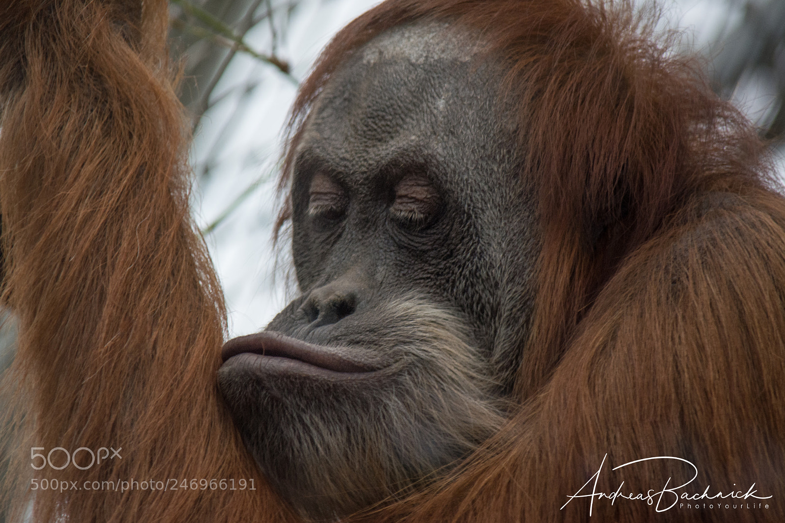 Nikon D5200 sample photo. Animal comedian photography