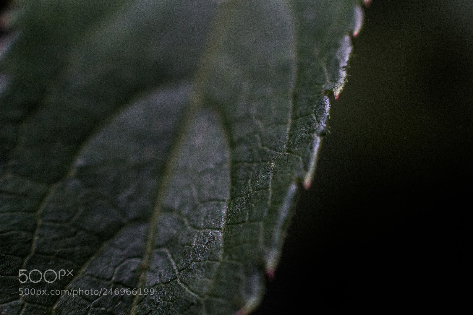 Canon EOS 700D (EOS Rebel T5i / EOS Kiss X7i) sample photo. New leaf photography