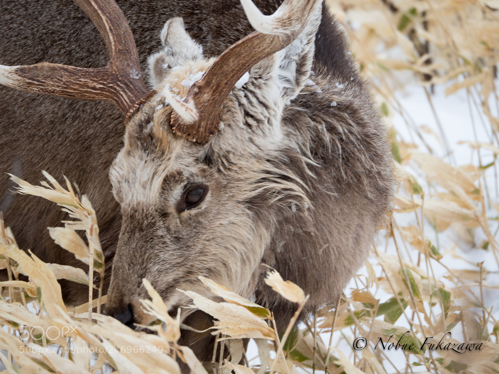 Olympus OM-D E-M1 Mark II sample photo. Graze ! photography