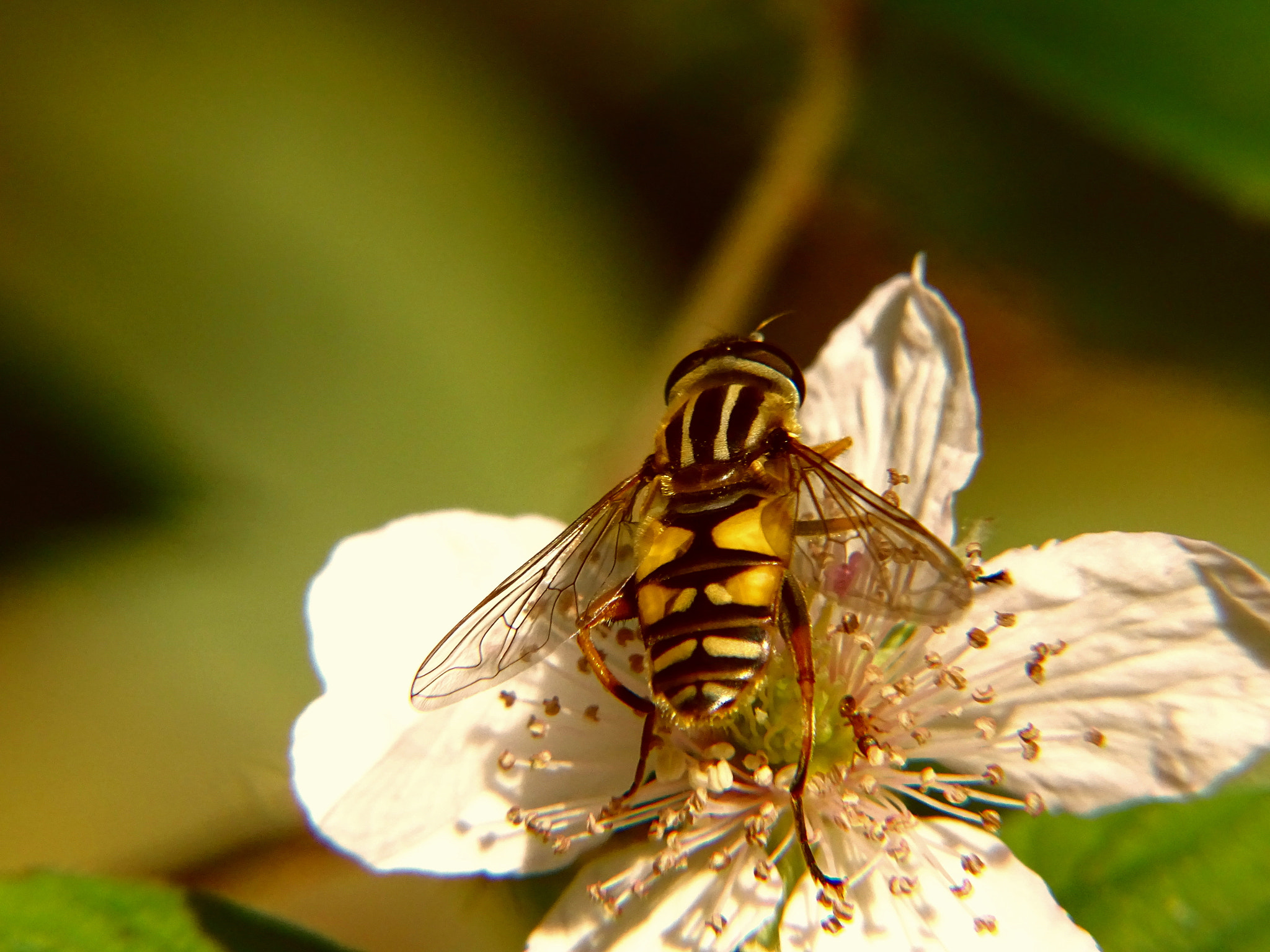 Minolta AF 80-200mm F2.8 HS-APO G sample photo. 29_2018.jpg photography